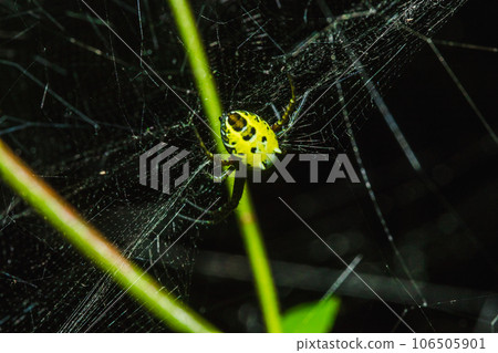 Multi-colored Argiope Spider has a distinctively colored belly. 106505901