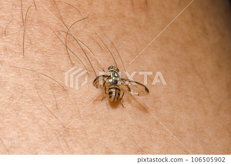 Macro shot of a small bee,A small bee is on the skin of the legs. 106505902