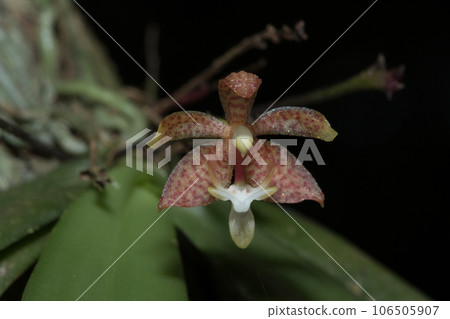A tiny purple orchid is blooming with a bouquet of white stamens in the petals 106505907