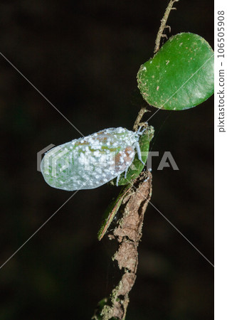 Flatid planthopper, or Moth bugs, wedge-shaped cicadas are small insects. An adult clings to a tree branch. The wings are opaque and are white Flatid planthopper, or Moth bugs, wedge-shaped cicadas are small insects. An adult clings to a tree branch. The wings are opaque and are white 106505908