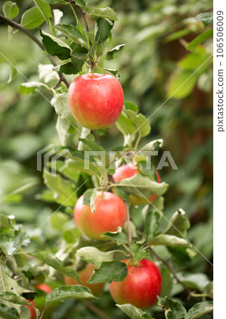 red ripe apples on a branch red ripe apples on a branch 106506009