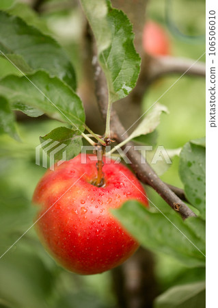 red ripe apple with raindrops hanging on a branch red ripe apple with raindrops hanging on a branch 106506010