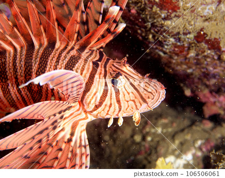 Swimming Minokashigo 106506061