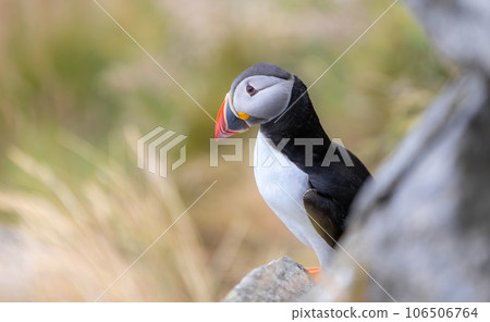 Atlantic puffin (Fratercula arctica), on the rock on the island of Runde (Norway). 106506764