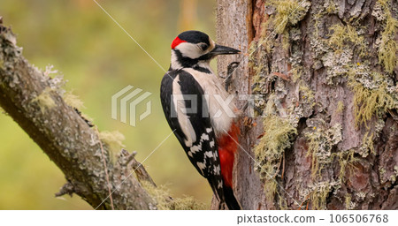 Great spotted woodpecker bird on a tree looking for food. Great spotted woodpecker (Dendrocopos major) is a medium-sized woodpecker with pied black and white plumage and a red patch on the lower belly 106506768