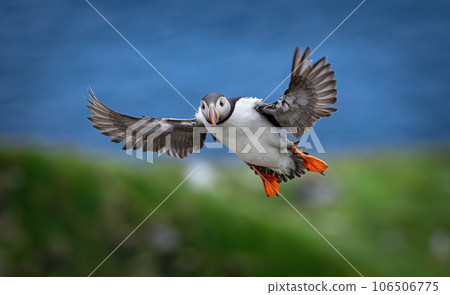 Atlantic puffin (Fratercula arctica), on the rock on the island of Runde (Norway). Atlantic puffin (Fratercula arctica), on the rock on the island of Runde (Norway). 106506775