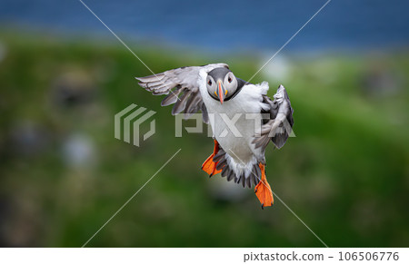 Atlantic puffin (Fratercula arctica), on the rock on the island of Runde (Norway). Atlantic puffin (Fratercula arctica), on the rock on the island of Runde (Norway). 106506776