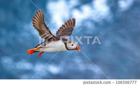 Atlantic puffin (Fratercula arctica), on the rock on the island of Runde (Norway). Atlantic puffin (Fratercula arctica), on the rock on the island of Runde (Norway). 106506777