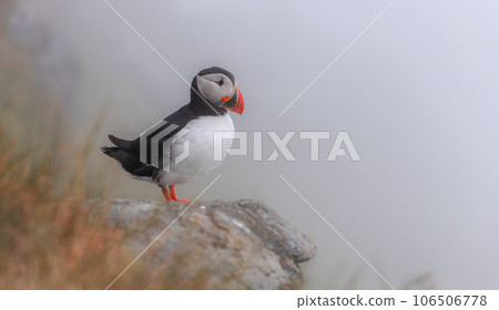 Atlantic puffin (Fratercula arctica), on the rock on the island of Runde (Norway). 106506778