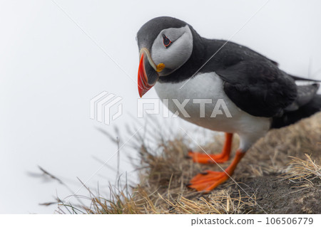 Atlantic puffin (Fratercula arctica), on the rock on the island of Runde (Norway). Atlantic puffin (Fratercula arctica), on the rock on the island of Runde (Norway). 106506779