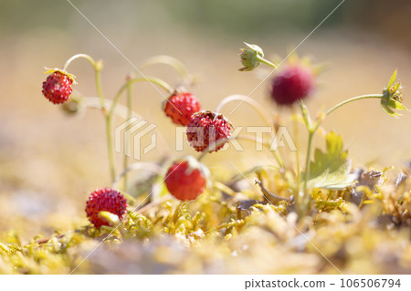 Berry of ripe strawberries close up. Nature of Norway 106506794