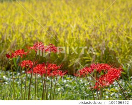 Autumn scene Golden ears of rice and red cluster amaryllis 106506832