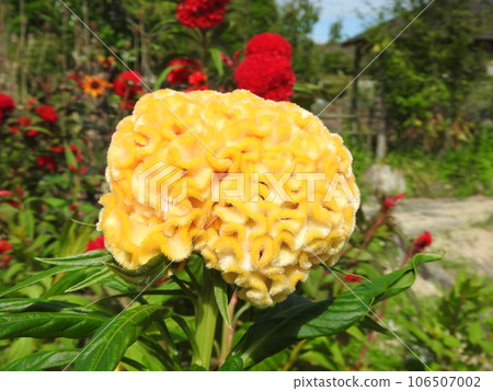 Tosaka Kaitou 106507002