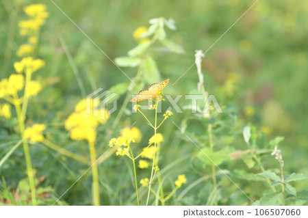 Zuma giuna Zuma giuna 106507060