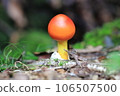 Red mushrooms 106507500