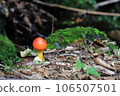 Red mushrooms 106507501