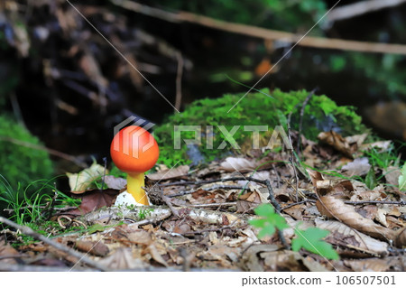 Red mushrooms 106507501