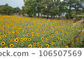 上瀉公園的向日葵田 106507569