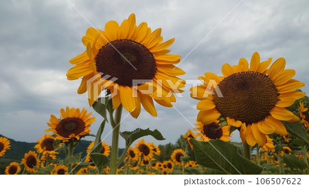 上瀉公園的向日葵田 上瀉公園的向日葵田 106507622