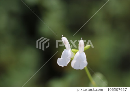 櫻花鼠尾草,成對綻放的白色花朵(熱唇,使用微距鏡頭,自然光,特寫照片) 櫻花鼠尾草,成對綻放的白色花朵(熱唇,使用微距鏡頭,自然光,特寫照片) 106507637