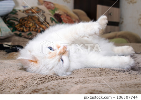 White fluffy cat with blue eyes sleeps on bed 106507744