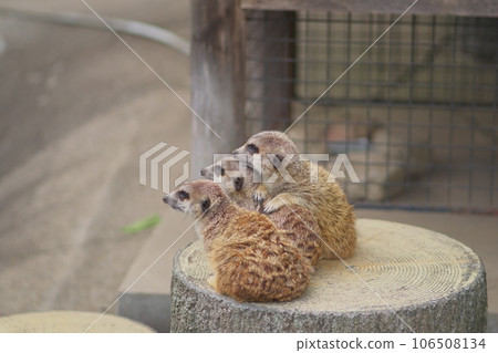 三隻貓鼬在一起 三隻貓鼬在一起 106508134