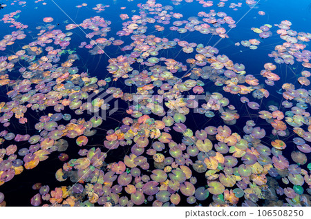 Burning autumn Oze colored with colored leaves Burning autumn Oze colored with colored leaves 106508250