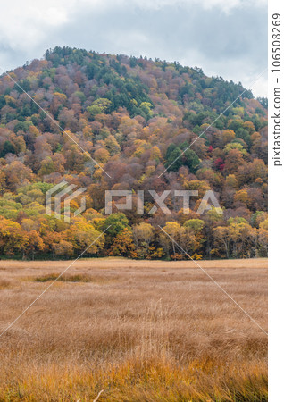 Burning autumn Oze colored with colored leaves 106508269