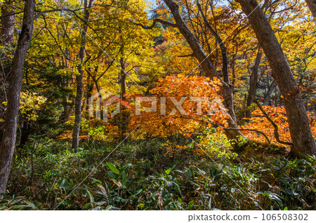 用紅葉著色的燃燒的秋天尾瀨 106508302