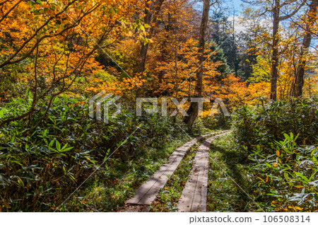 Burning autumn Oze colored with colored leaves Burning autumn Oze colored with colored leaves 106508314