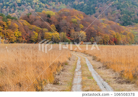 Burning autumn Oze colored with colored leaves 106508378