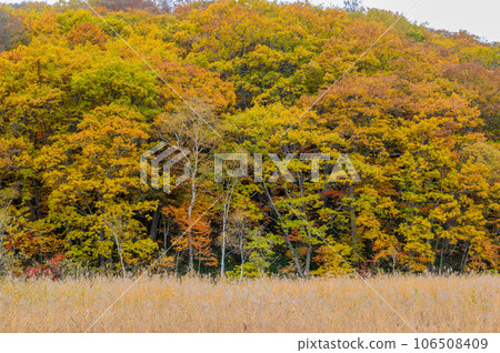 Burning autumn Oze colored with colored leaves Burning autumn Oze colored with colored leaves 106508409
