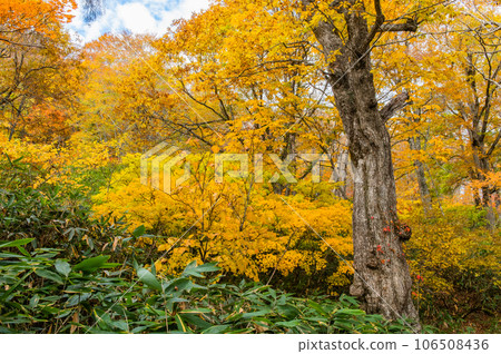 Burning autumn Oze colored with colored leaves 106508436