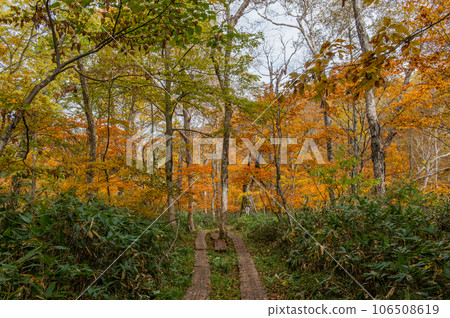 Burning autumn Oze colored with colored leaves 106508619
