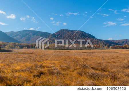 Burning autumn Oze colored with colored leaves 106508620