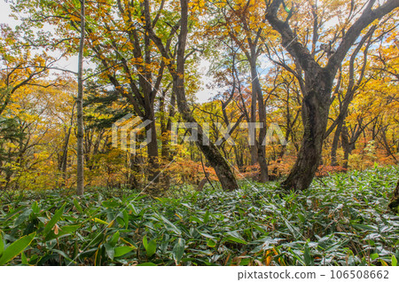 Burning autumn Oze colored with colored leaves 106508662