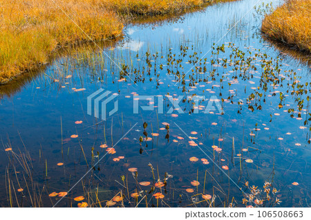 用紅葉著色的燃燒的秋天尾瀨 用紅葉著色的燃燒的秋天尾瀨 106508663