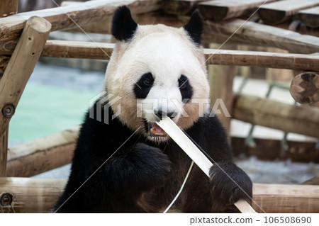 Giant panda eating bamboo Giant panda eating bamboo 106508690