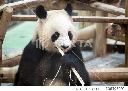吃竹子的大熊貓 106508691