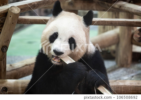 吃竹子的大熊貓 吃竹子的大熊貓 106508692