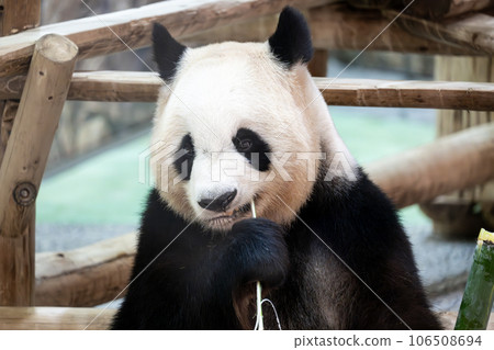 Giant panda eating bamboo Giant panda eating bamboo 106508694