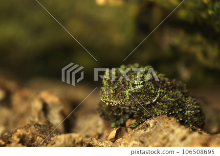 Vietnamese mossy frog (Theloderma corticale), frog in the nature habitat, Vietnam. Widlife nature in Asia. Master of camouflage Vietnamese mossy frog (Theloderma corticale), frog in the nature habitat, Vietnam. Widlife nature in Asia. Master of camouflage 106508695