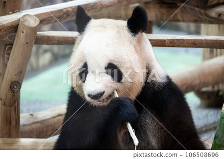 Giant panda eating bamboo Giant panda eating bamboo 106508696