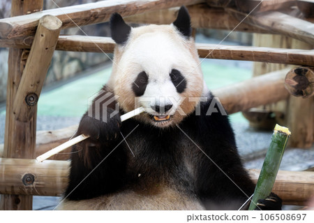 Giant panda eating bamboo 106508697