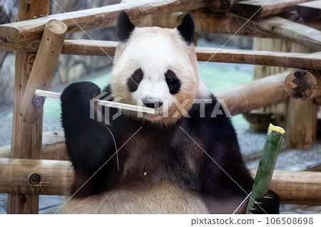 Giant panda eating bamboo 106508698