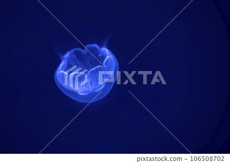 Aurelia labiata, moon jellyfish, in sea water. Jellyfish in nature ocean habitat. Water floating bell medusa from Pacific ocean. Marine life. 106508702