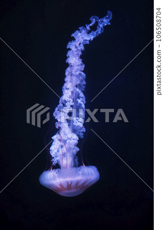 Compas jellyfish (Chrasaora hysoscella), in the dark sea water. Jellyfish in nature ocean habitat. Water floating bell medusa. Marine life. 106508704