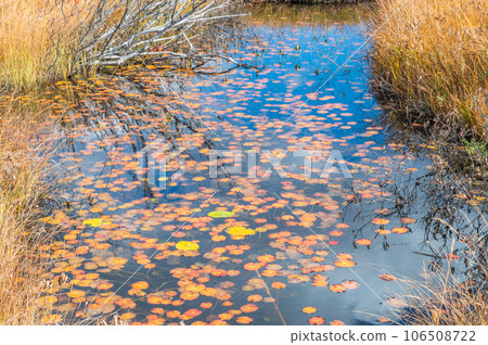 Burning autumn Oze colored with colored leaves Burning autumn Oze colored with colored leaves 106508722