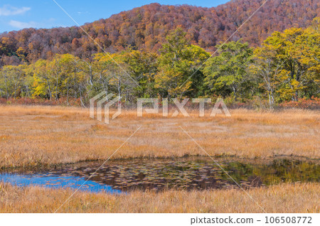 用紅葉著色的燃燒的秋天尾瀨 106508772