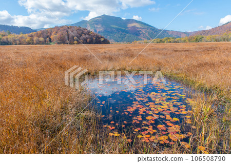 用紅葉著色的燃燒的秋天尾瀨 106508790